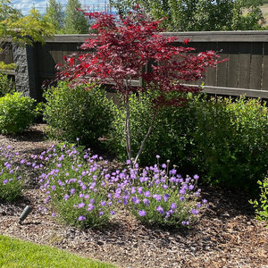 Lawn and Garden Installation